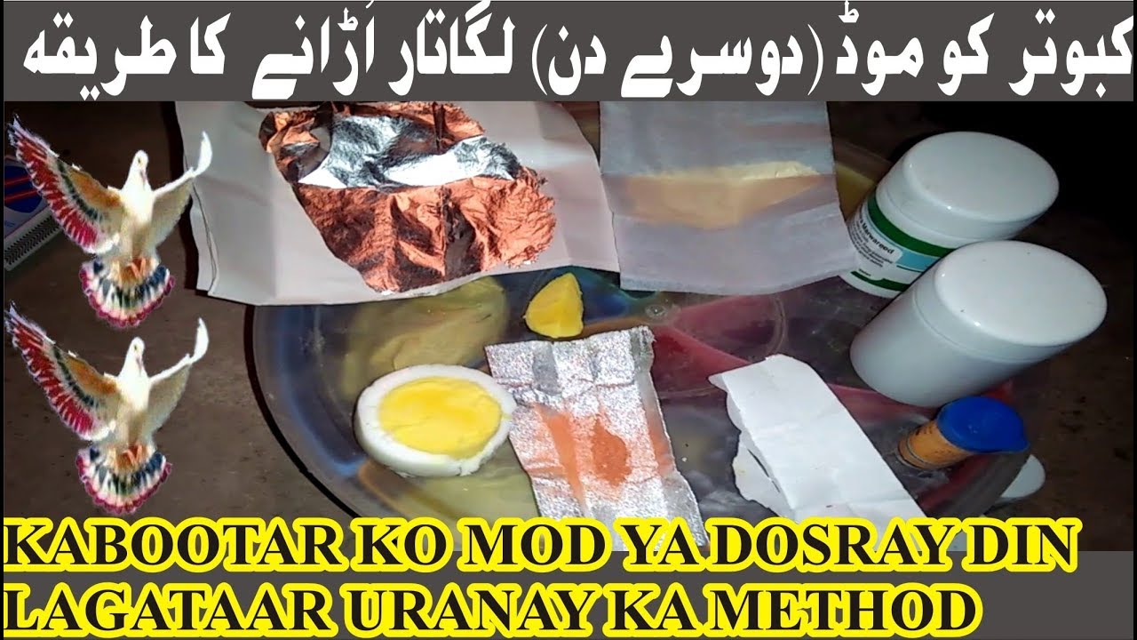HOW TO FLY PIGEONS FOR SECOND DAY || KABOOTAR KO DOSRAY DIN MOD K URANA COMPLETE VIDEO PRACTICALLY