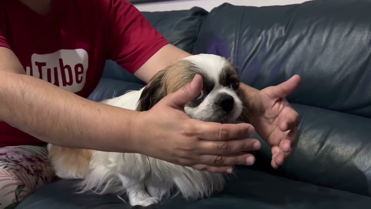 LATIGAZO CERVICAL en PERROS | FUERTE DOLOR de CUELLO