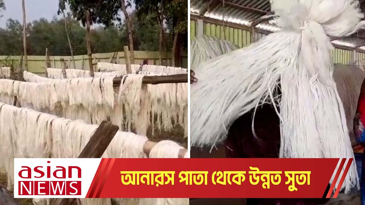 টাঙ্গাইলে আনারসের পাতা দিয়ে তৈরি হচ্ছে বিভিন্ন সুতা ও শৌখিন পণ্য