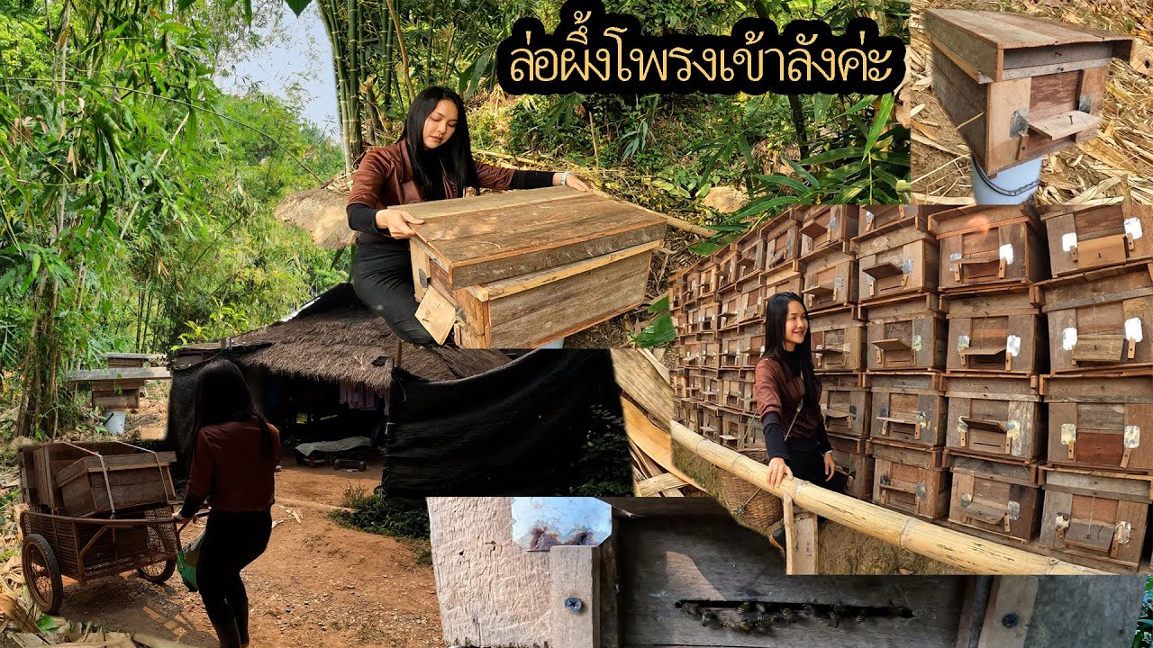 EP.16 ล่อผึ้งโพรงป่าเข้าลัง