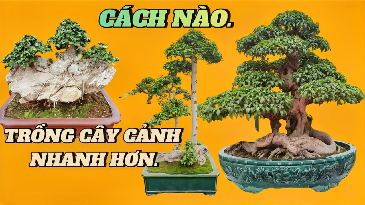 Có cách nào để trồng cây cảnh bonsai nhanh hơn 
