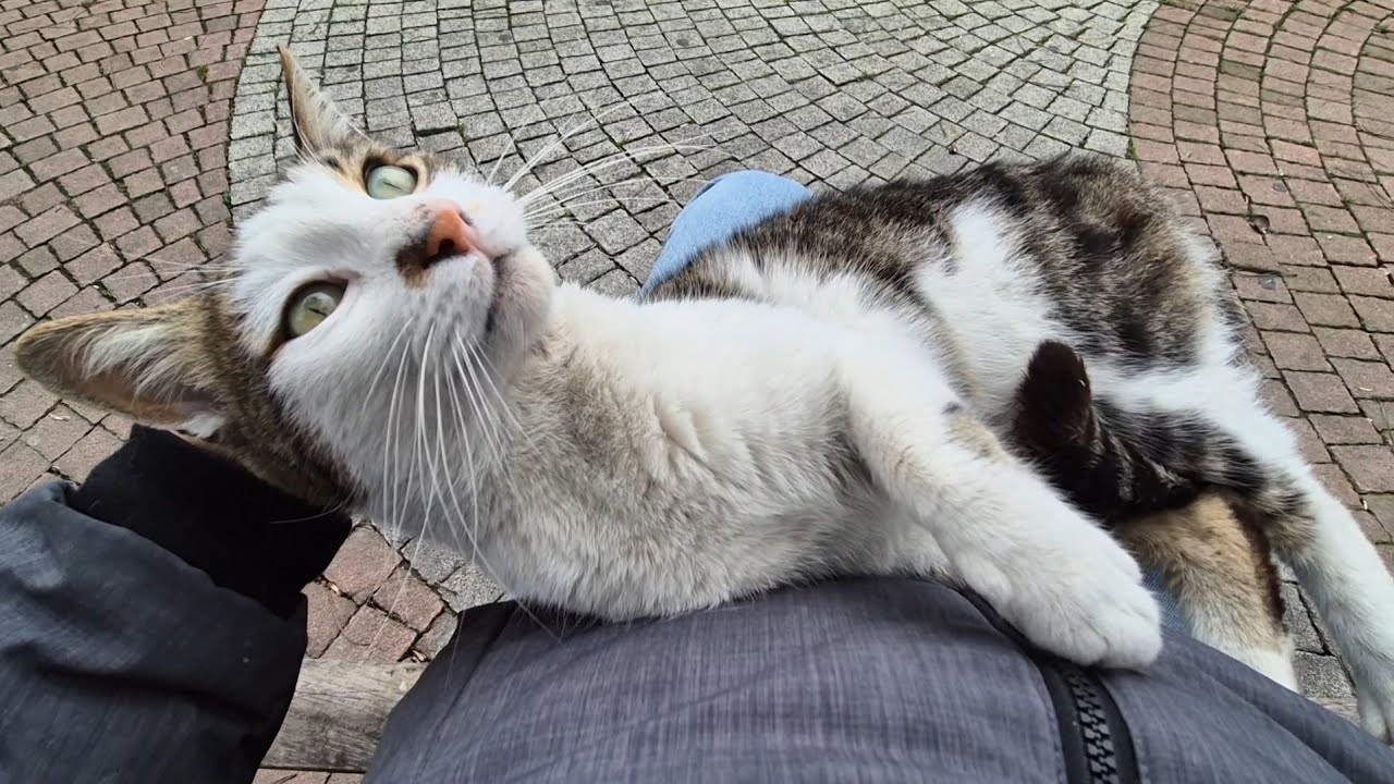 Every time I see this stray cat, she hugs me as if she’s begging me not to go. 