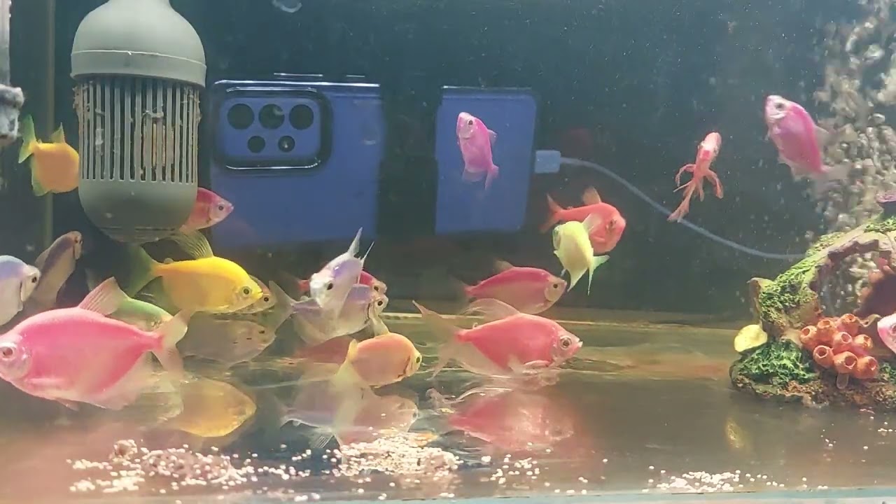 Relaxing Aquarium Fish Tank Sounds no music