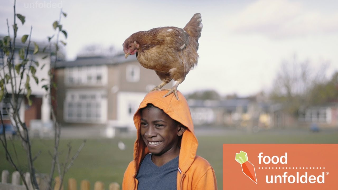 Owning Chickens In A City, Is It Possible?