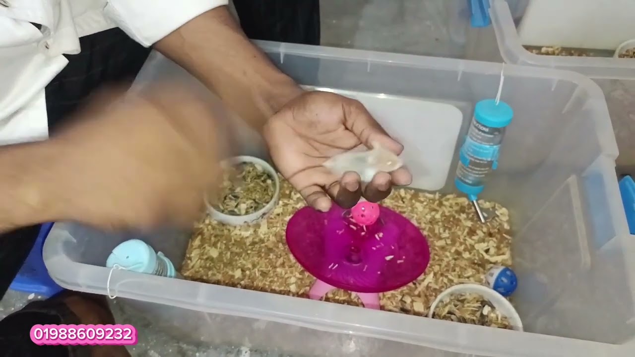 রাশিয়ান হ্যামস্টার Russian hamster সেল করলাম #animallover #viralvideo #mirpur_1_pakhir_hat #russia