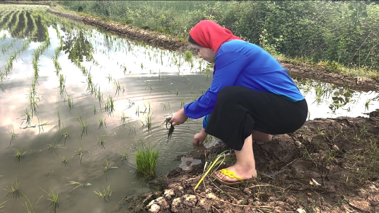 Woke Up in the Rice Fields  | Village Morning & Charcoal Tea