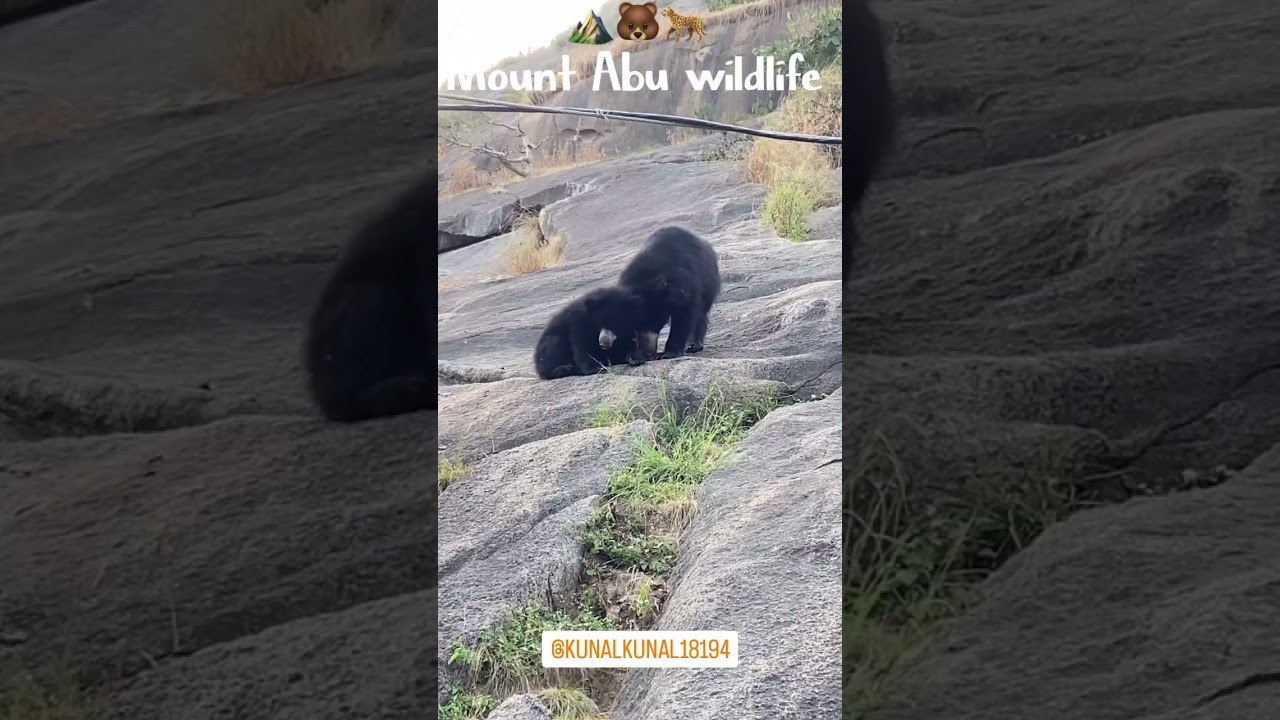 #bear attack in mount abu public, #he, #mountabu bear attack in Mount Abu public