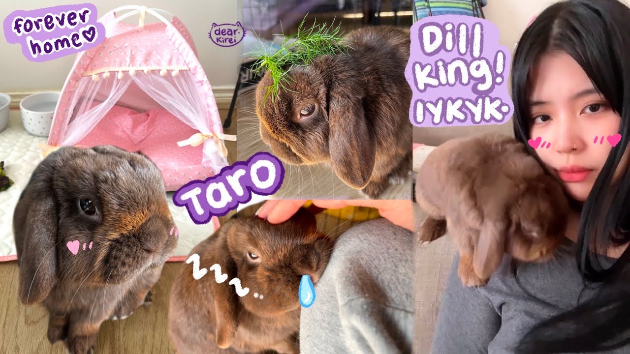 I adopted a rabbit and named him taro! Bunny proofing for free roaming bun~