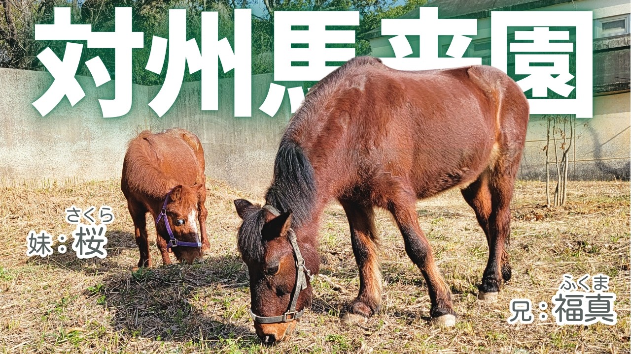 【大牟田市動物園】対州馬の桜と福真が来園しました！#horse