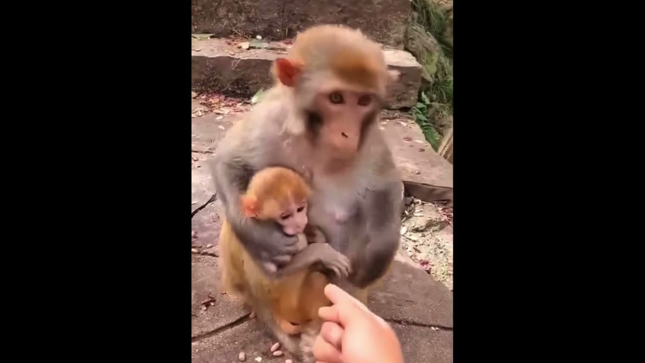 Clever monkey interaction with humans