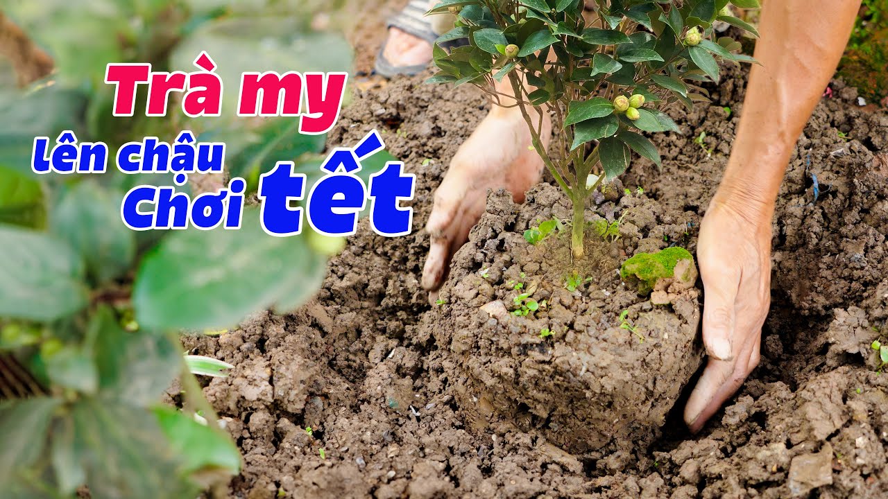 Hướng Dẫn Đưa Trà My Lên Chậu Chơi Tết | Những Điều Bạn Nên Biết