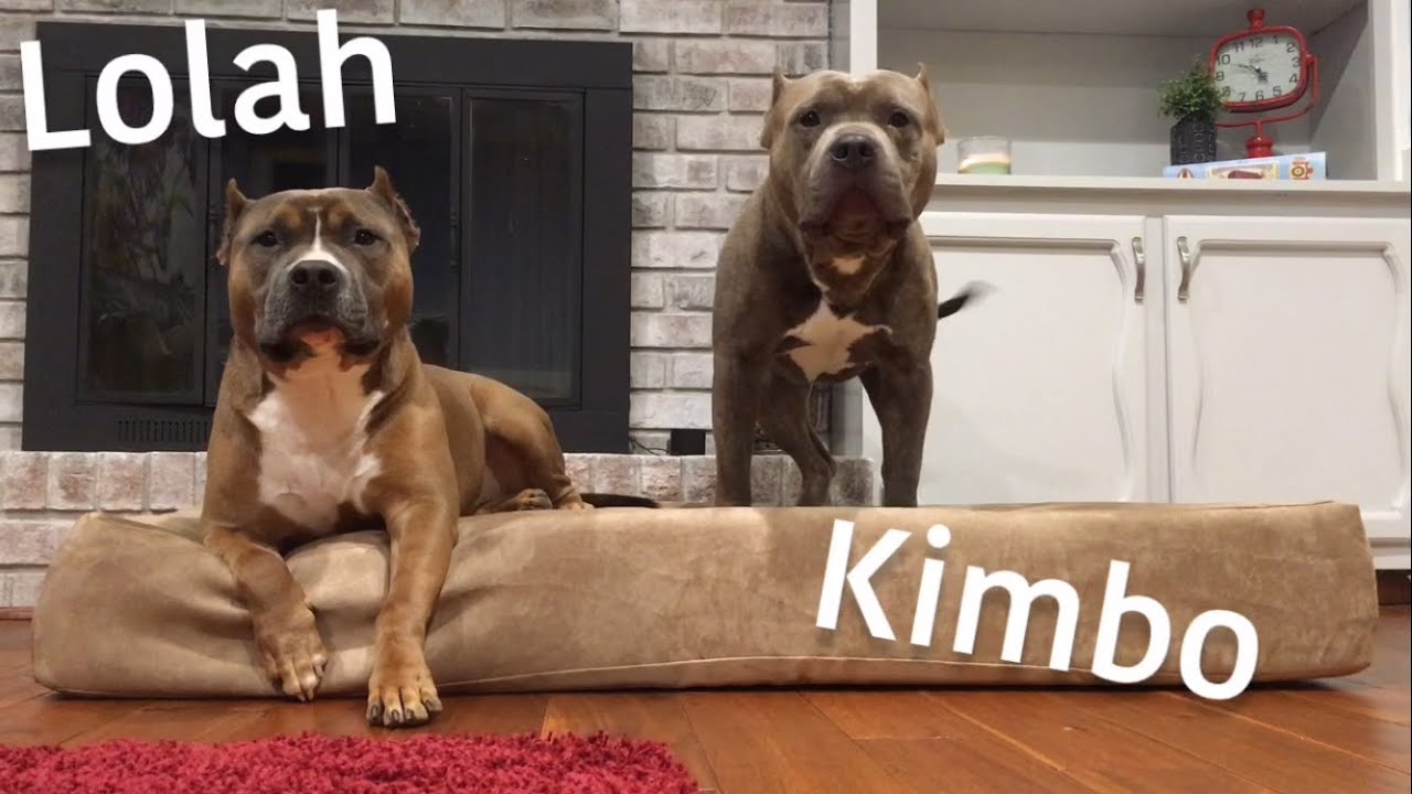 Big Barker XL Orthopedic Dog Bed Review