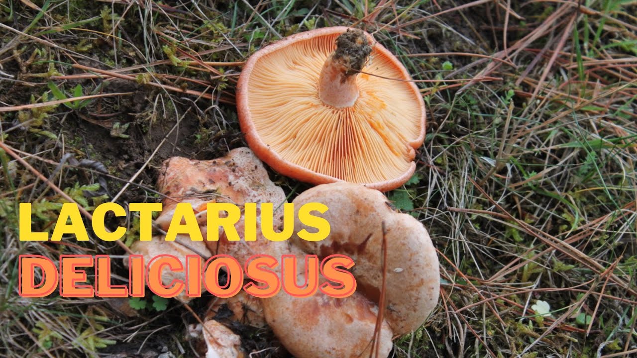 Lactarius deliciosus | EXCELENTE COMESTIBLE - Niscalo, rovellon, zafran cap...