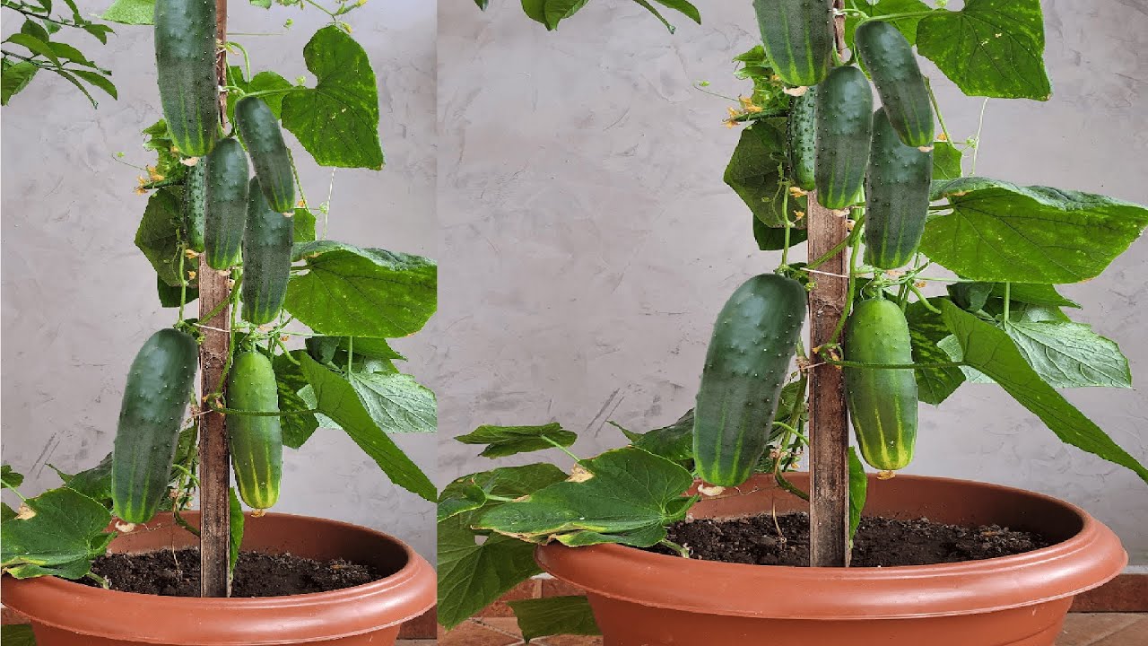 Não plante pepino antes de assistir este vídeo!