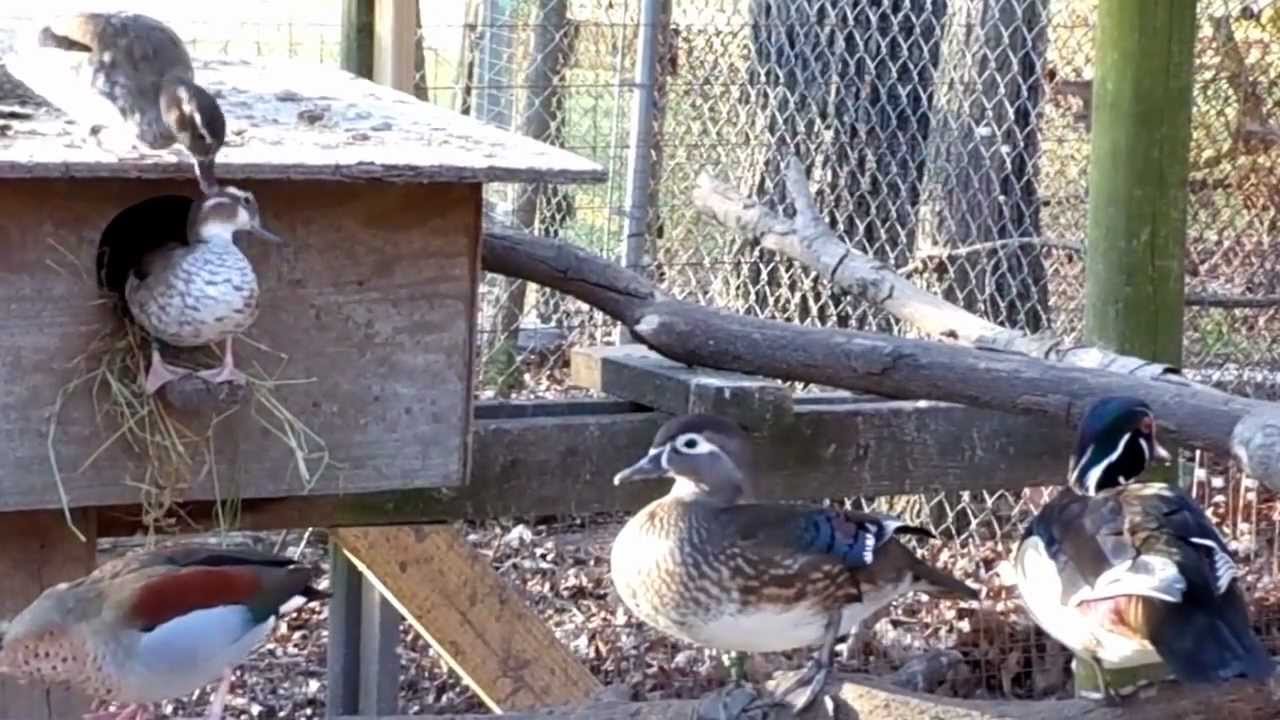 Ring Teal Ducks