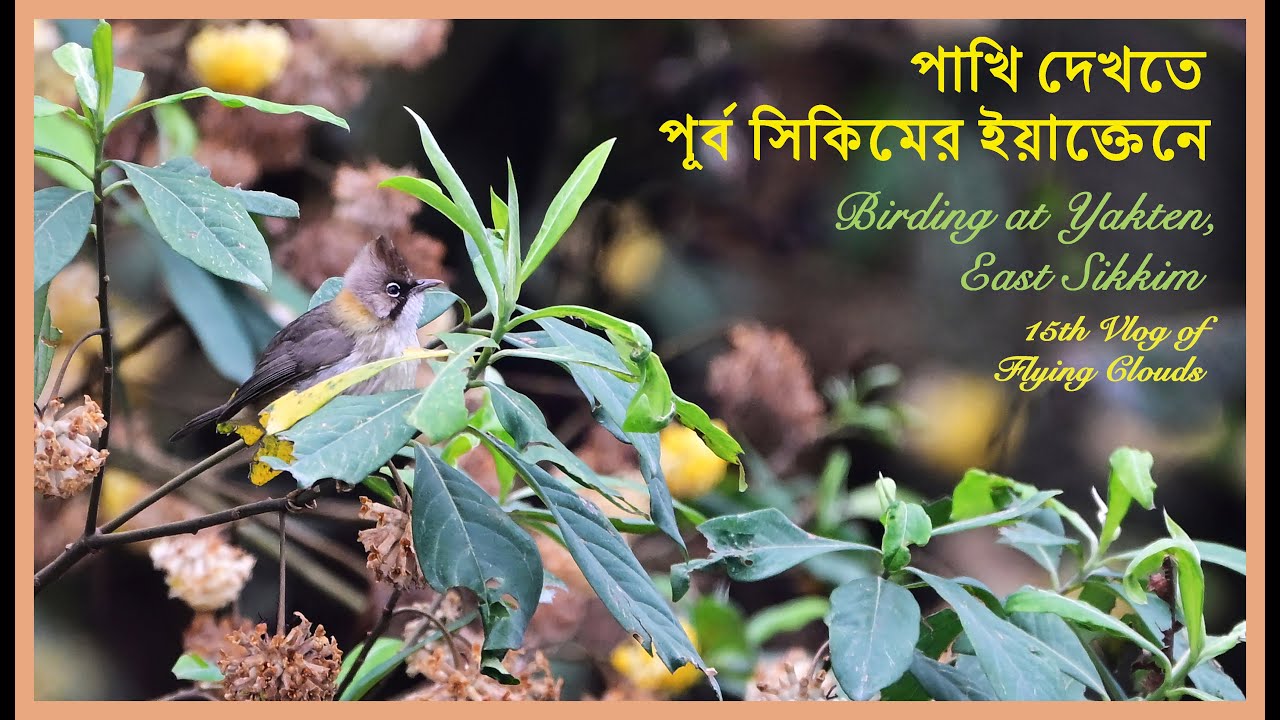 Birding at Orchid den Yakten, East Sikkim | পাখি দেখতে পূর্ব সিকিমের অর্কিডের গ্রাম ইয়াক্তেনে |