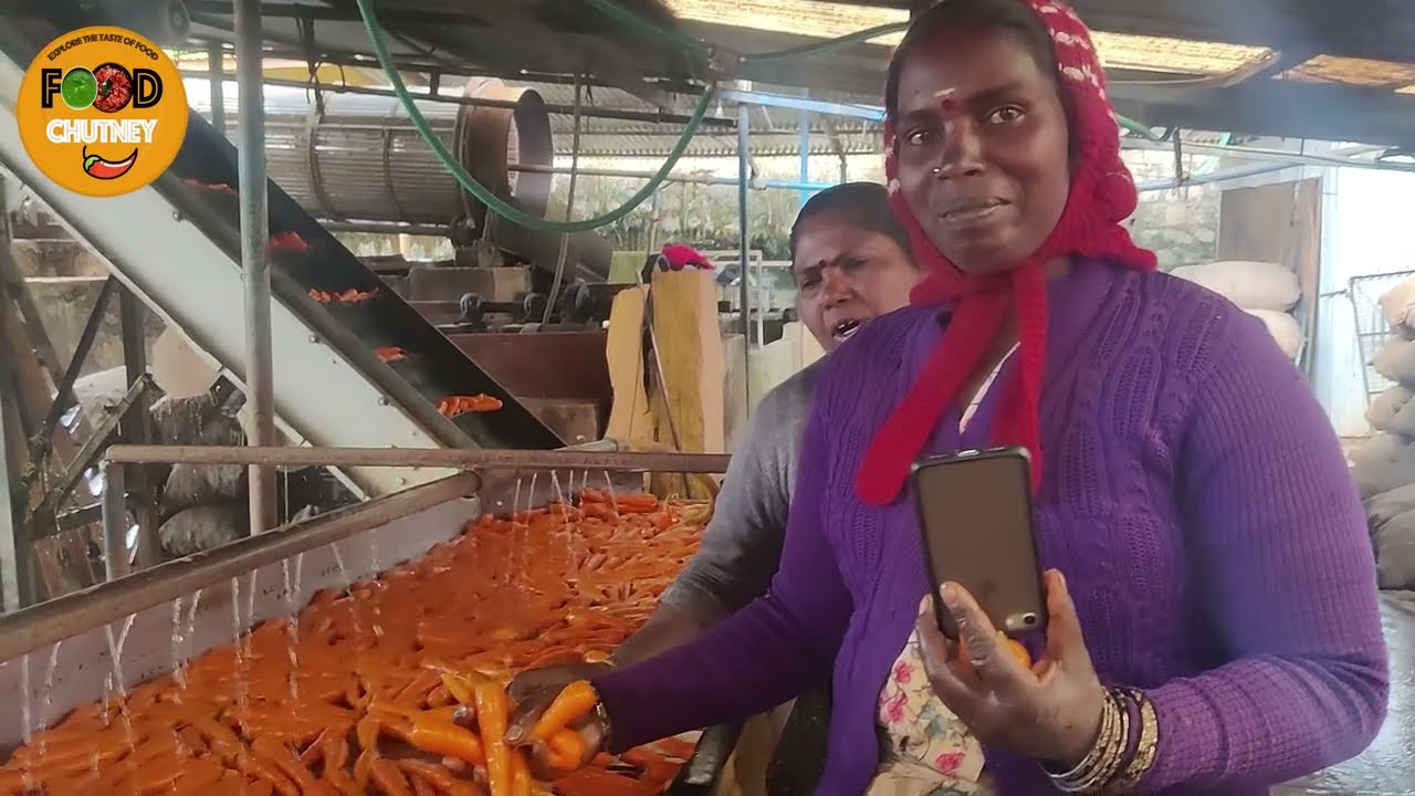 OOTY CARROT FACTORY | ஊட்டி கேரட் இப்படிதான் சுத்தம் செய்றங்களா ? 😱 | food chutney Vlogs in Tamil