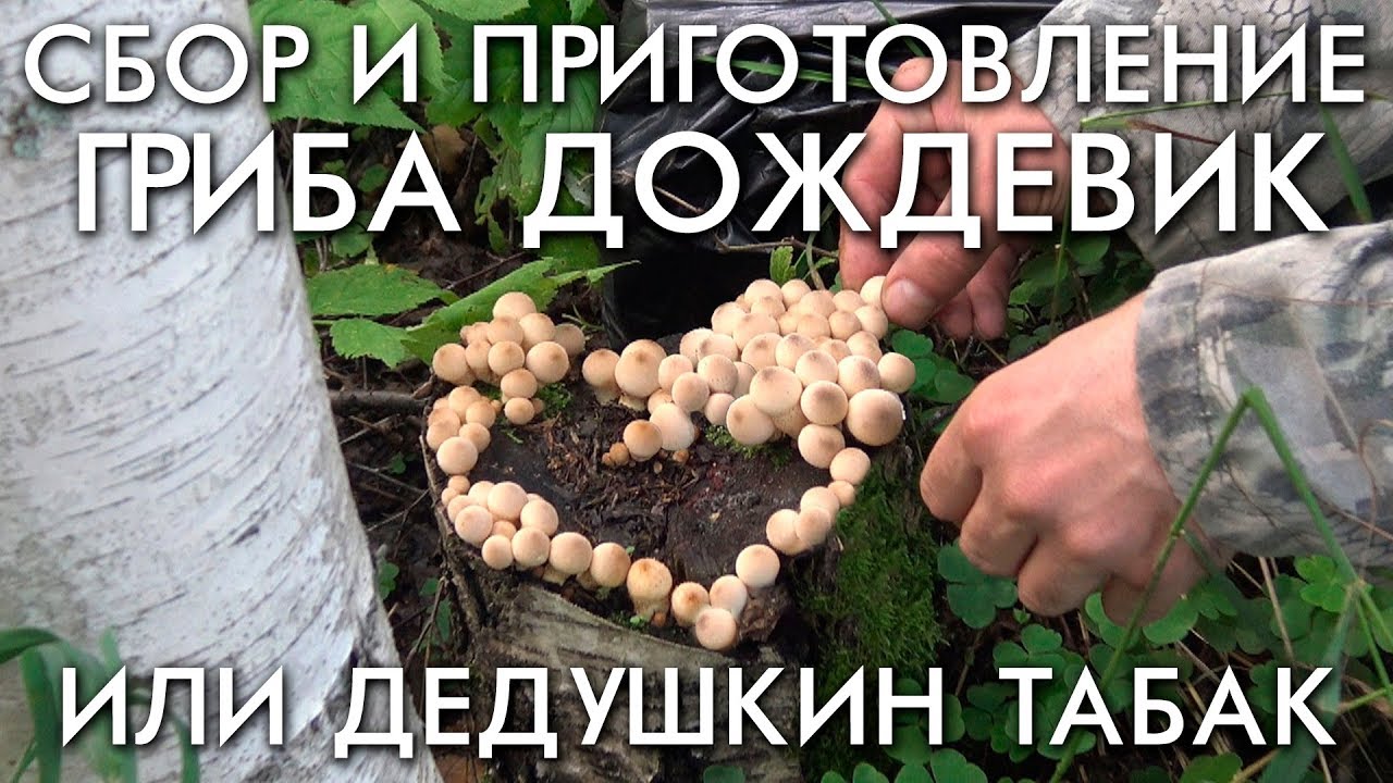 СБОР И ПРИГОТОВЛЕНИЕ ГРИБА ДОЖДЕВИК ИЛИ ДЕДУШКИН ТАБАК