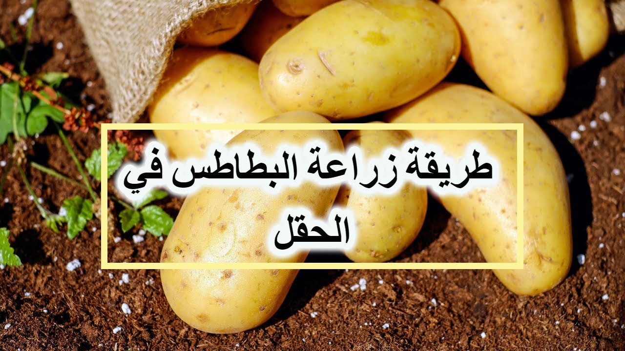 بداية  مزرعة البطاطس  – احتراف زراعة البطاطس