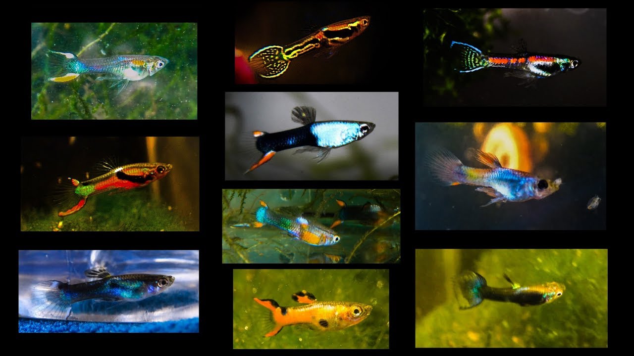 My most beautiful Endlers of 2017 - Top 10 (Rare & New Strains) ᴴᴰ