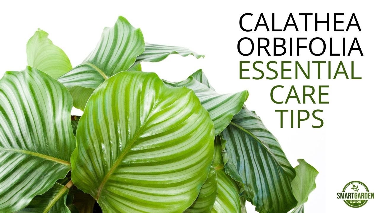 Calathea Orbifolia - Essential Care Tips You Need To Know