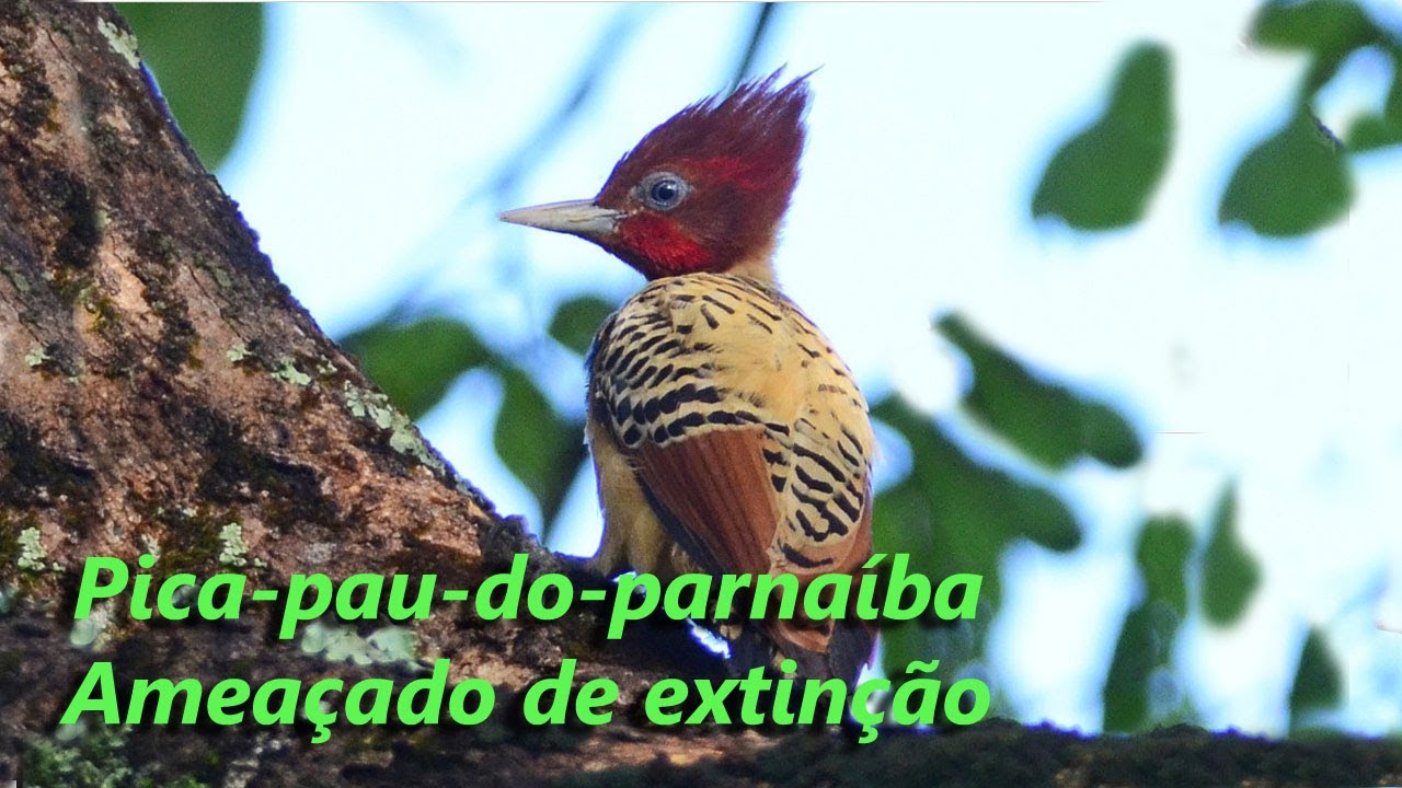 PICA-PAU -DA -TABOCA | PICA-PAU-DO-PARNA&Iacute;BA