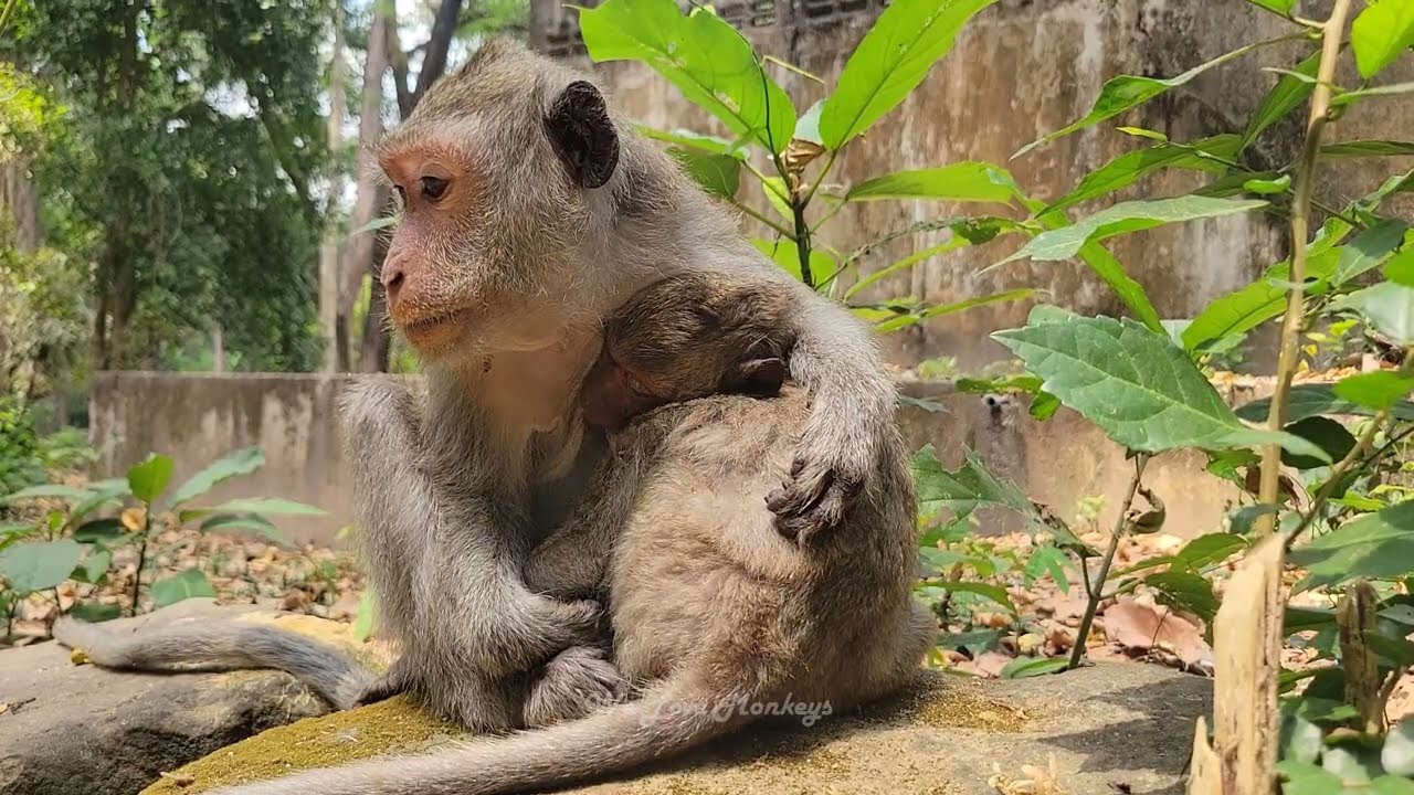 Let's watch adorable monkey Jade and Javor eats mango and then relaxing so sweet😋🥭