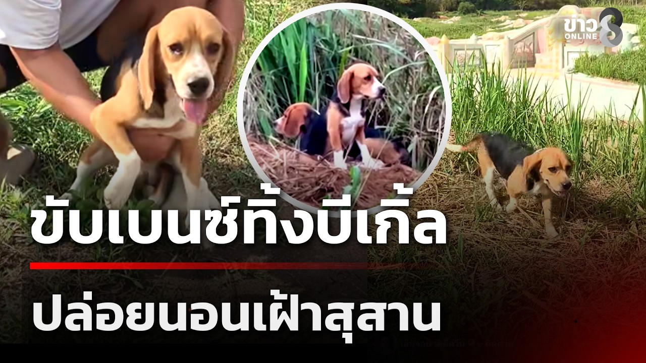 ขับเบนซ์ทิ้งบีเกิ้ล ปล่อยนอนเฝ้าสุสาน รอคนใจดีรับเลี้ยง! | 28 ก.พ. 69 | ข่าวใหญ่ช่อง8