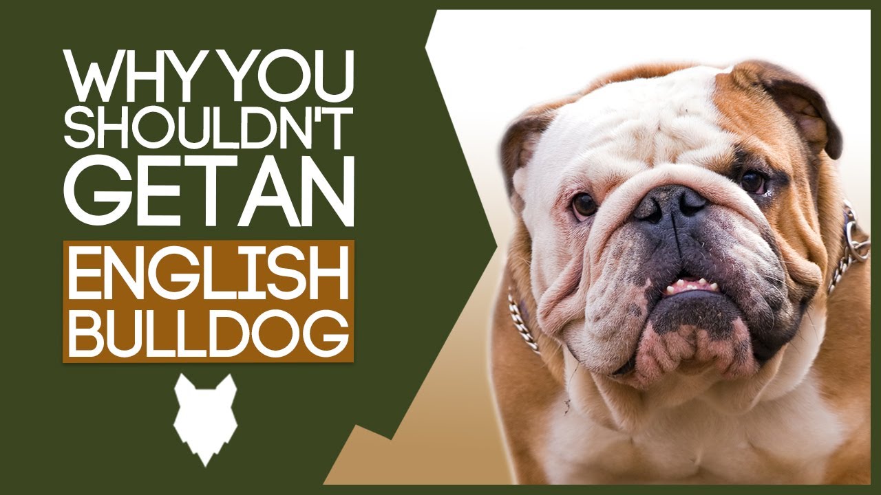 ENGLISH BULLDOG! 5 reasons you SHOULD NOT GET A English Bulldog