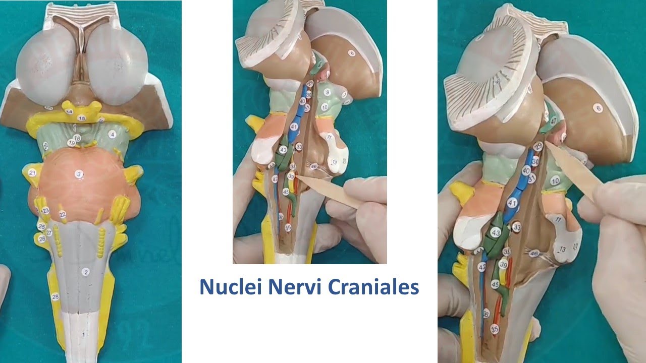 Nuclei Nervi Craniales (Beyin Sapındaki Çekirdekler)