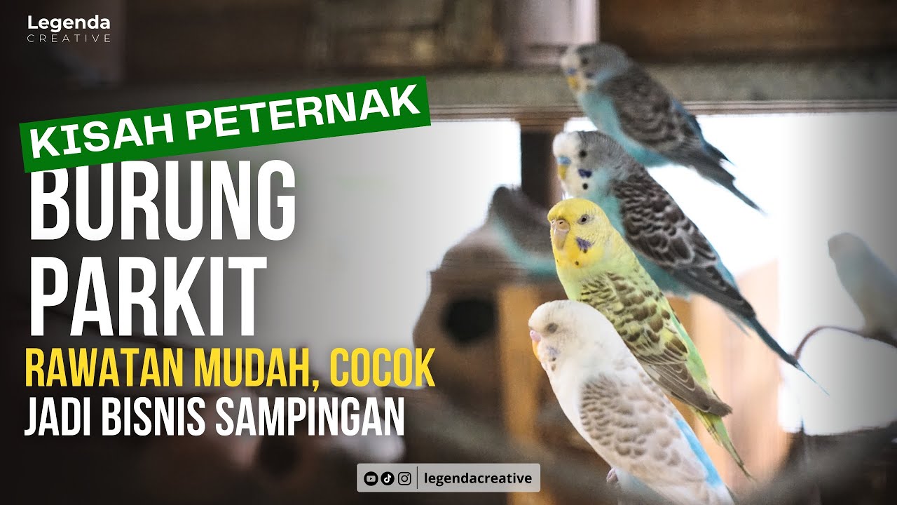 Burung Parkit, Perawatan Mudah, Pakan Murah, Cocok Jadi Bisnis Sampingan