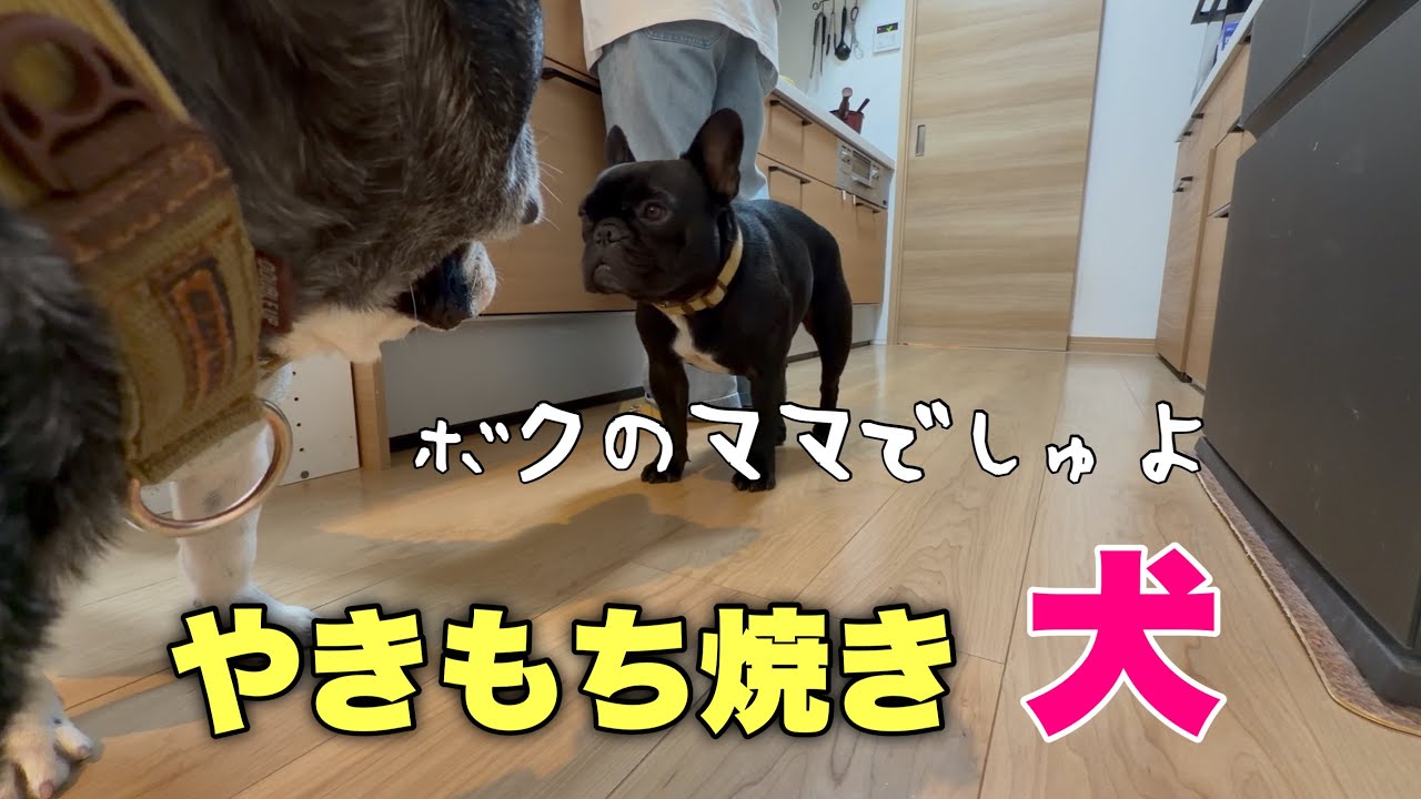 兄ちゃん頑張り中！ビビりのやきもち焼き6男ノアに密着