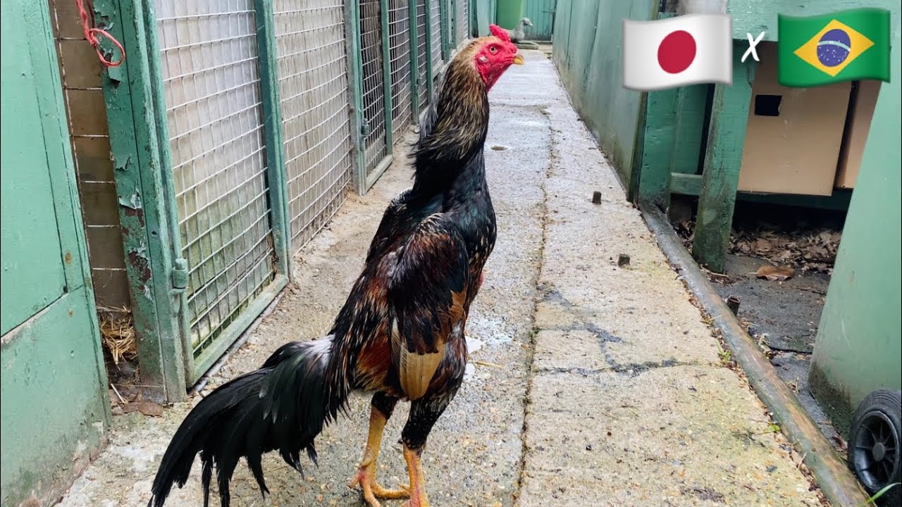 Brazilian X Jap Shamo UK [Bill Ripley]