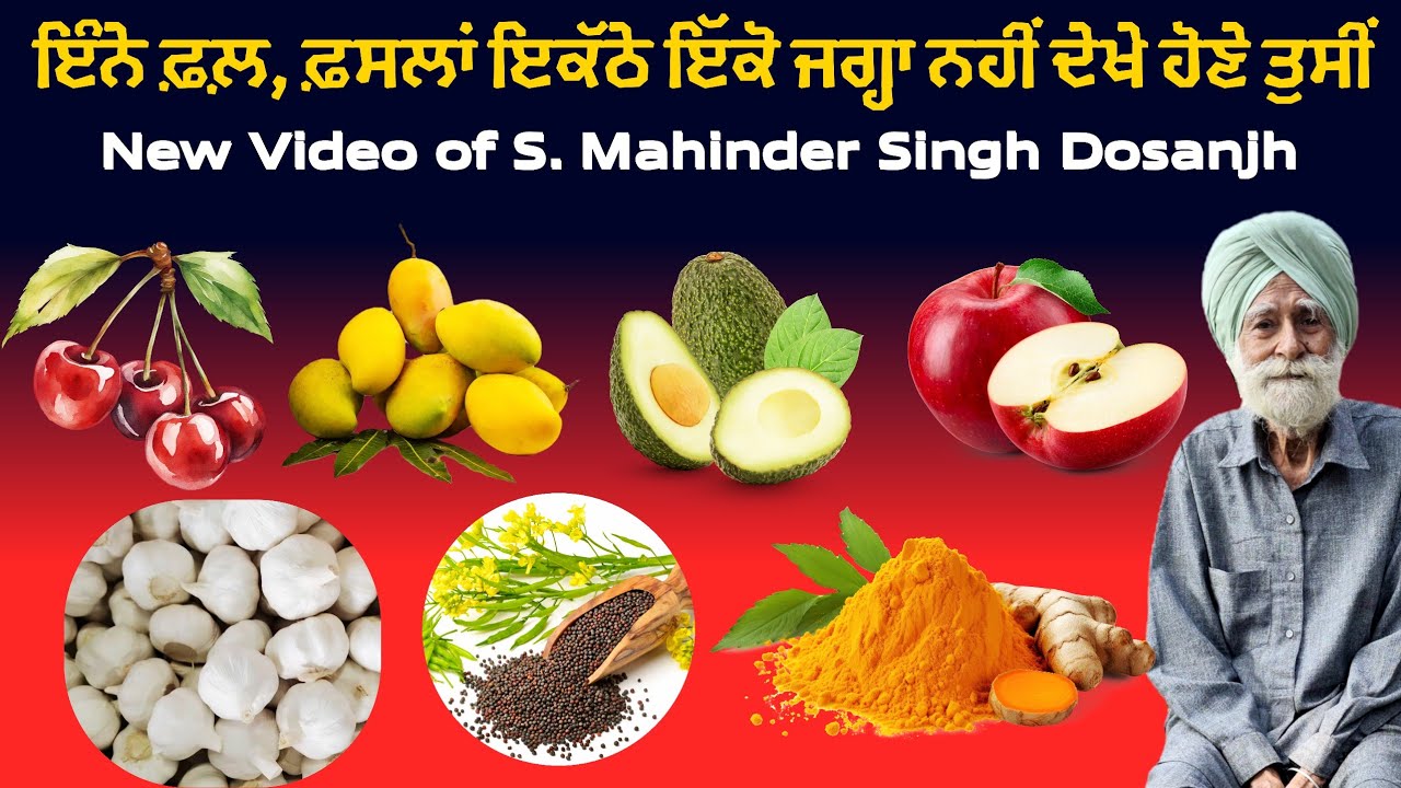 Dosanjh khetibadi farm new video। ਏਨੇ ਫ਼ਲ਼, ਫ਼ਸਲਾਂ, ਬੂਟੇ ਇਕੋ ਜਗ੍ਹਾ ਨਹੀਂ ਦੇਖੇ ਹੋਣਗੇ ਤੁਸੀਂ