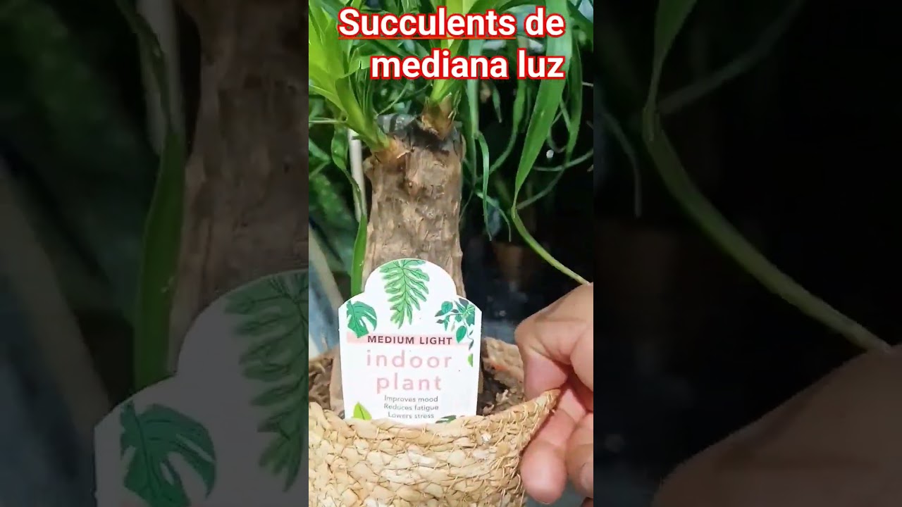#planta #suculentas #siemprevivas #sedum #macetas #cactus #plantasdecasa #plantadeinterior #flores
