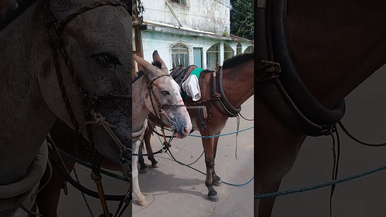 vejam só, uma carroça e dois burros...