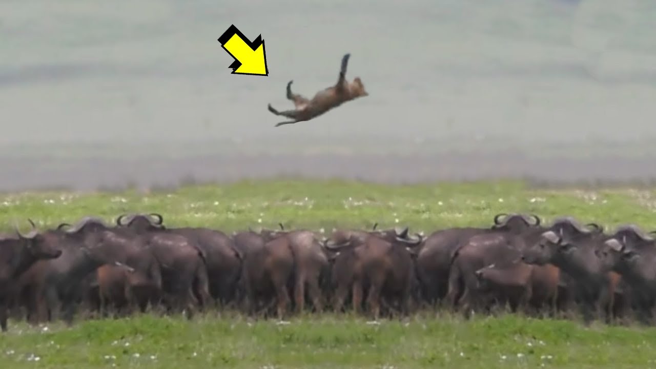 Cuando el b&uacute;falo embiste al le&oacute;n | B&uacute;falo mata le&oacute;n