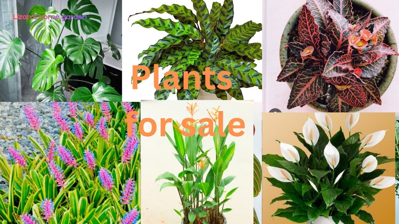 Plantsale#youtube#garden#gardening#plantlover#sale #sales#indoorplants#philodendron#sansiviera 