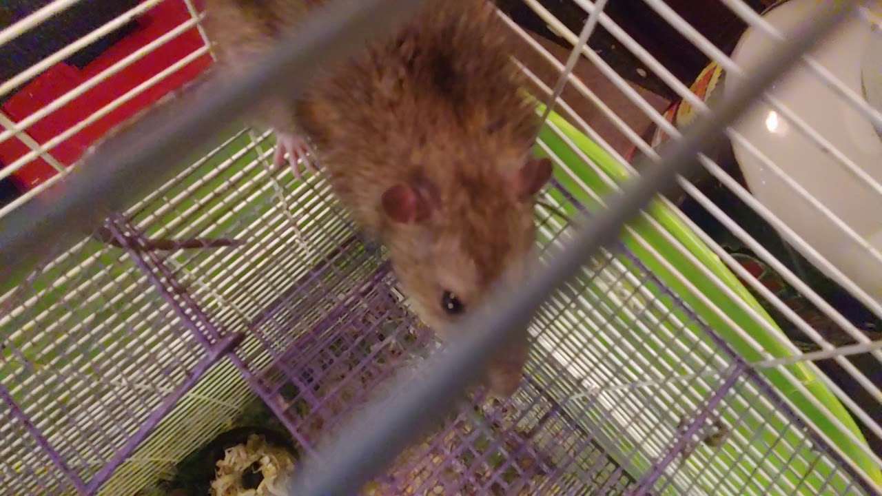 Socializing wild rats with the help of a domestic rat