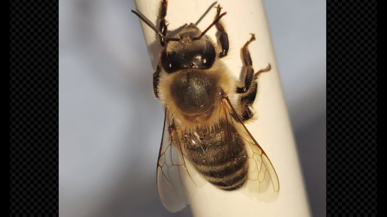 Huawei P30 Pro: Excellent Quality & Detail in Macro Photography