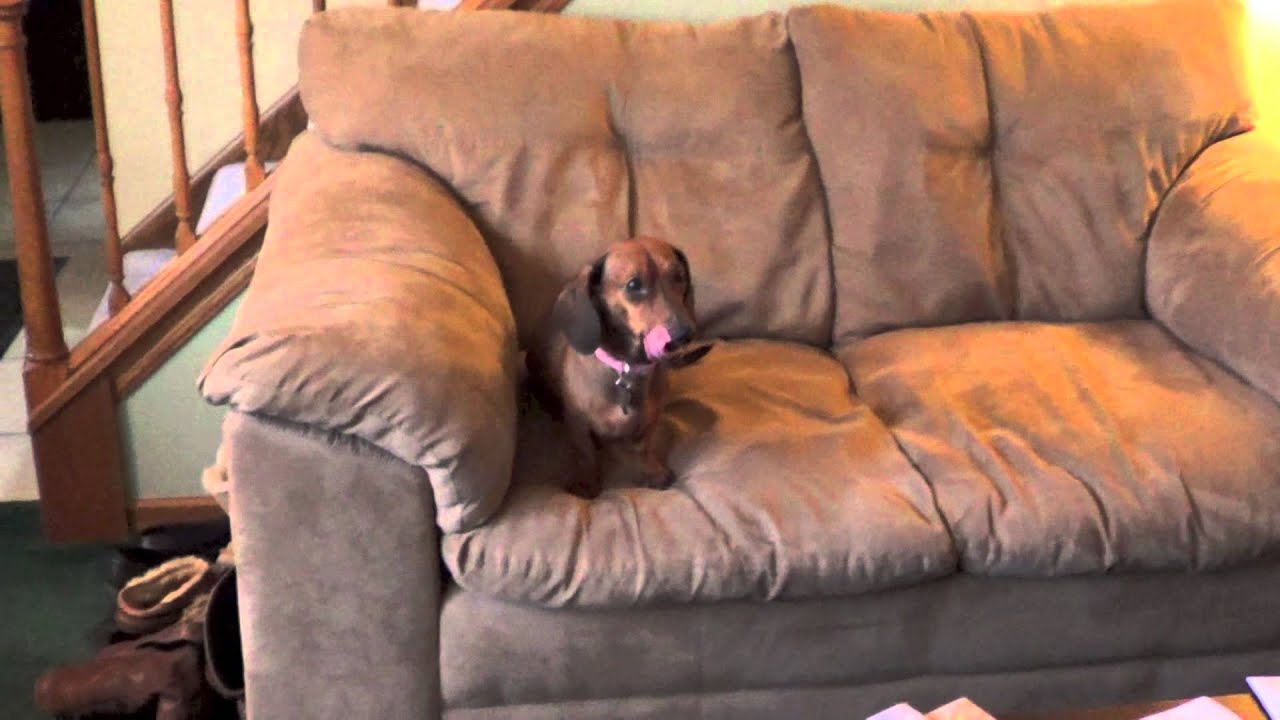Samantha - Midwest Dachshund Rescue (March 2014)