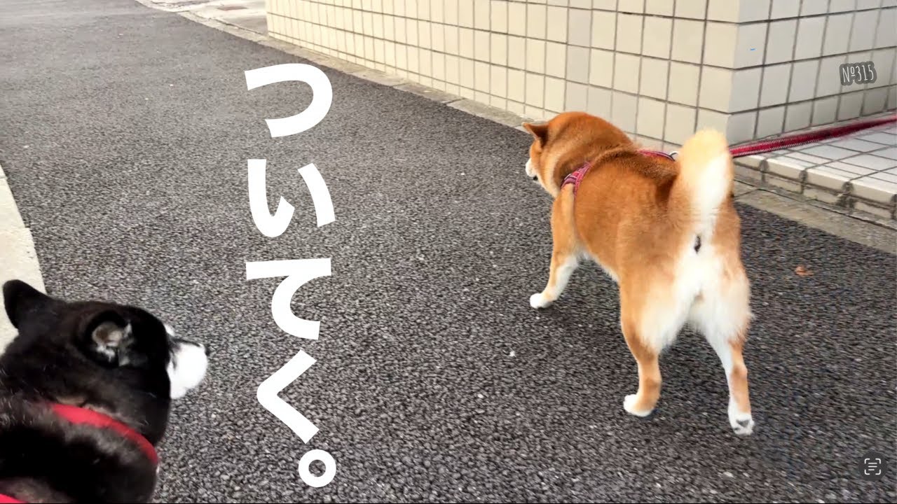 散歩嫌いの柴犬が他のワンコに会うとやる気スイッチが入ります（№315）