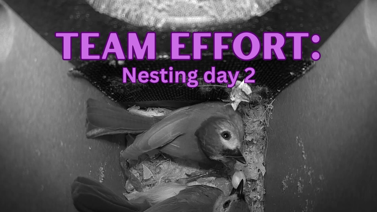 Teamwork! The Titmouse Pair Takes on the Neighbors 🏡✨