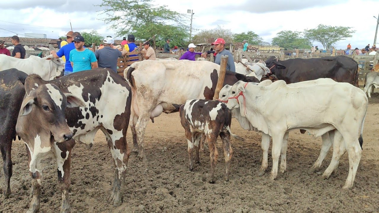 Feira de gado de Cachoeirinha-PE 12/02/26