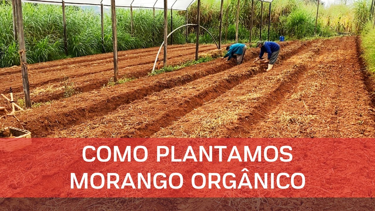 Plantio de morango orgânico! #albion #morango #organico #comoplantar