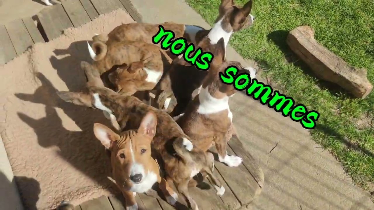 Basenji Life Part 3 @esdacanario