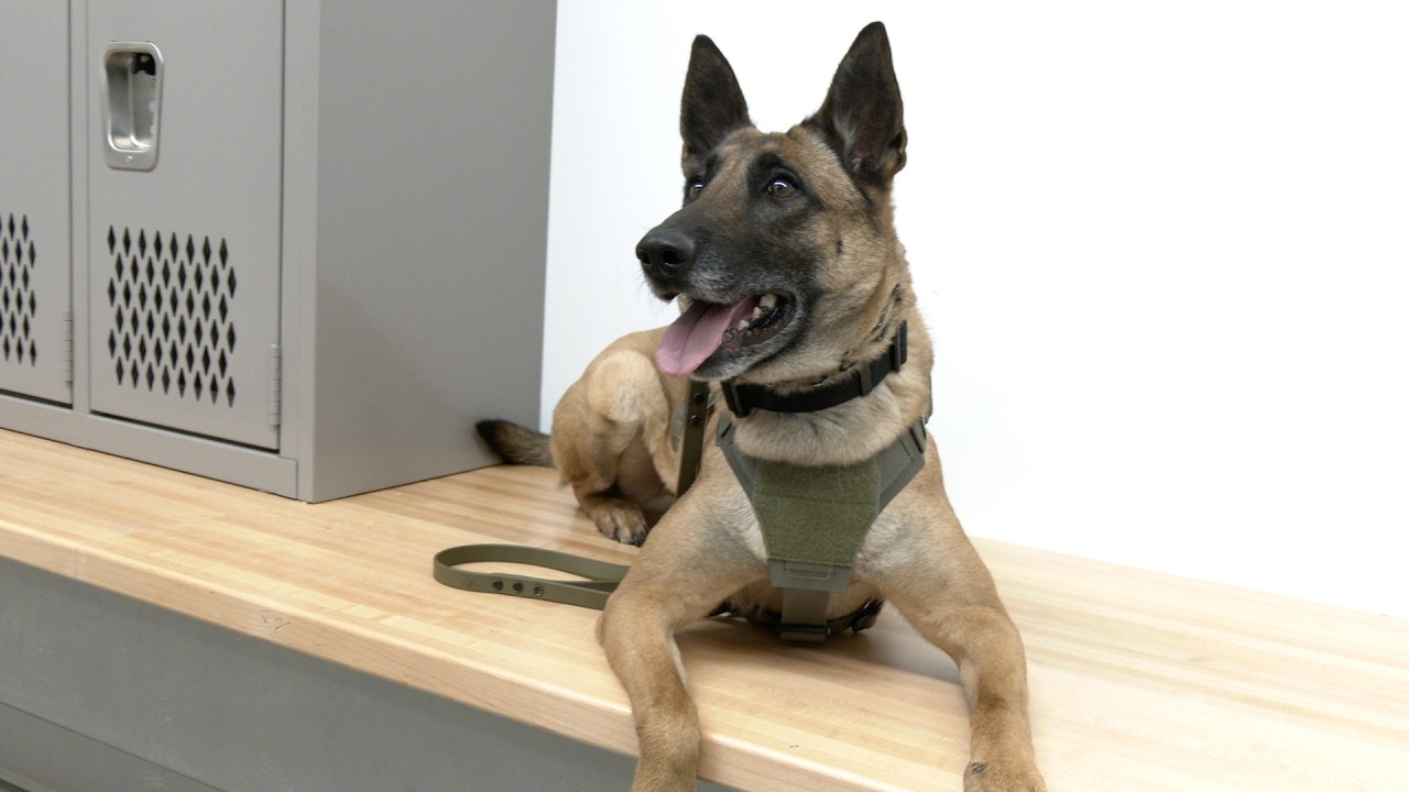 Meet Harper, the newest contributor to the Evergreen Public School’s safety team.