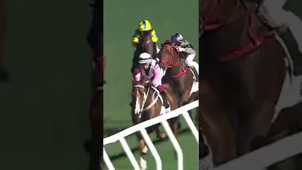 3 BEAUTY WAVES - A Badel #ABadel #Badel #Horse #Racing #Sport #Results #賽馬結果 #马會 #油管 #赛马结果