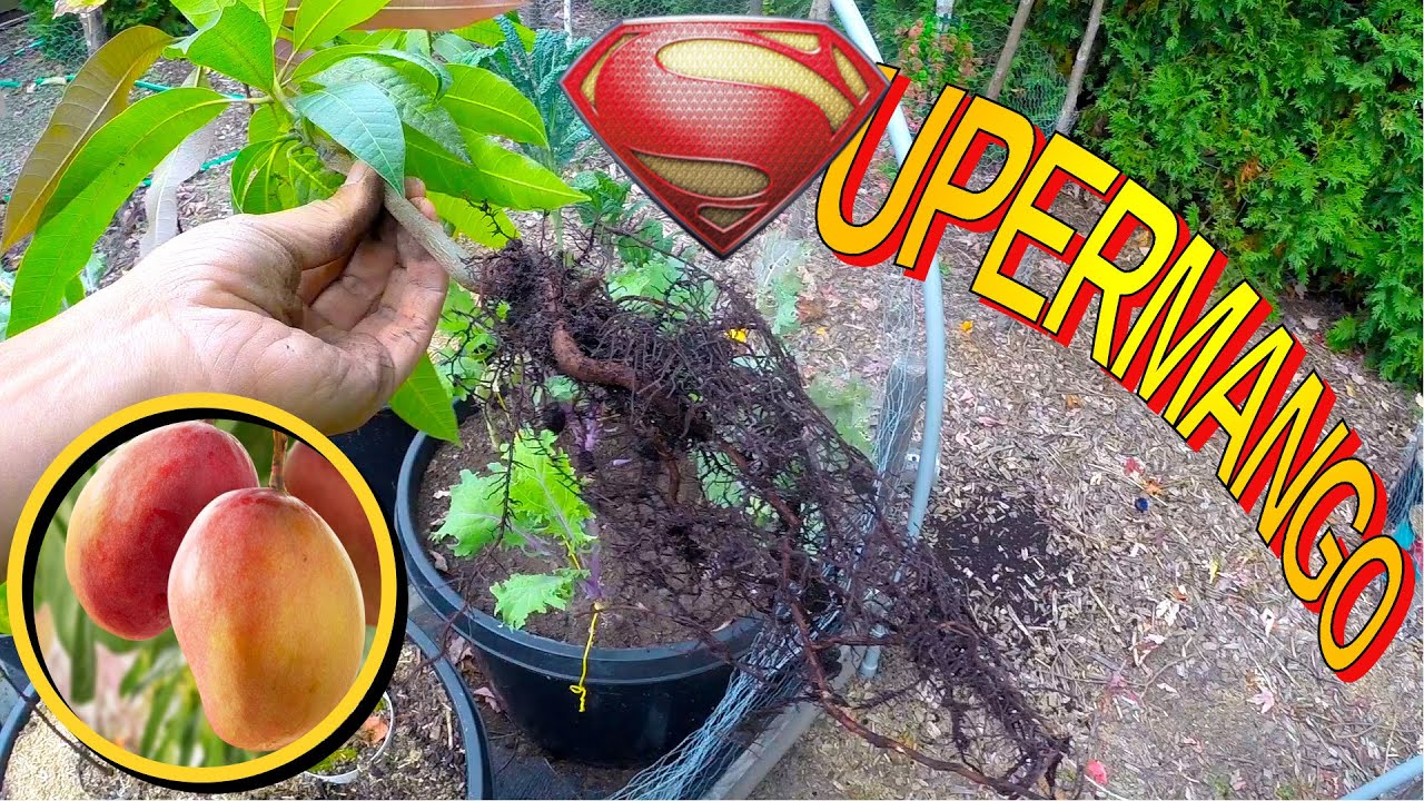 5 Tips To Grow Strong Mango Trees In Cold Climate