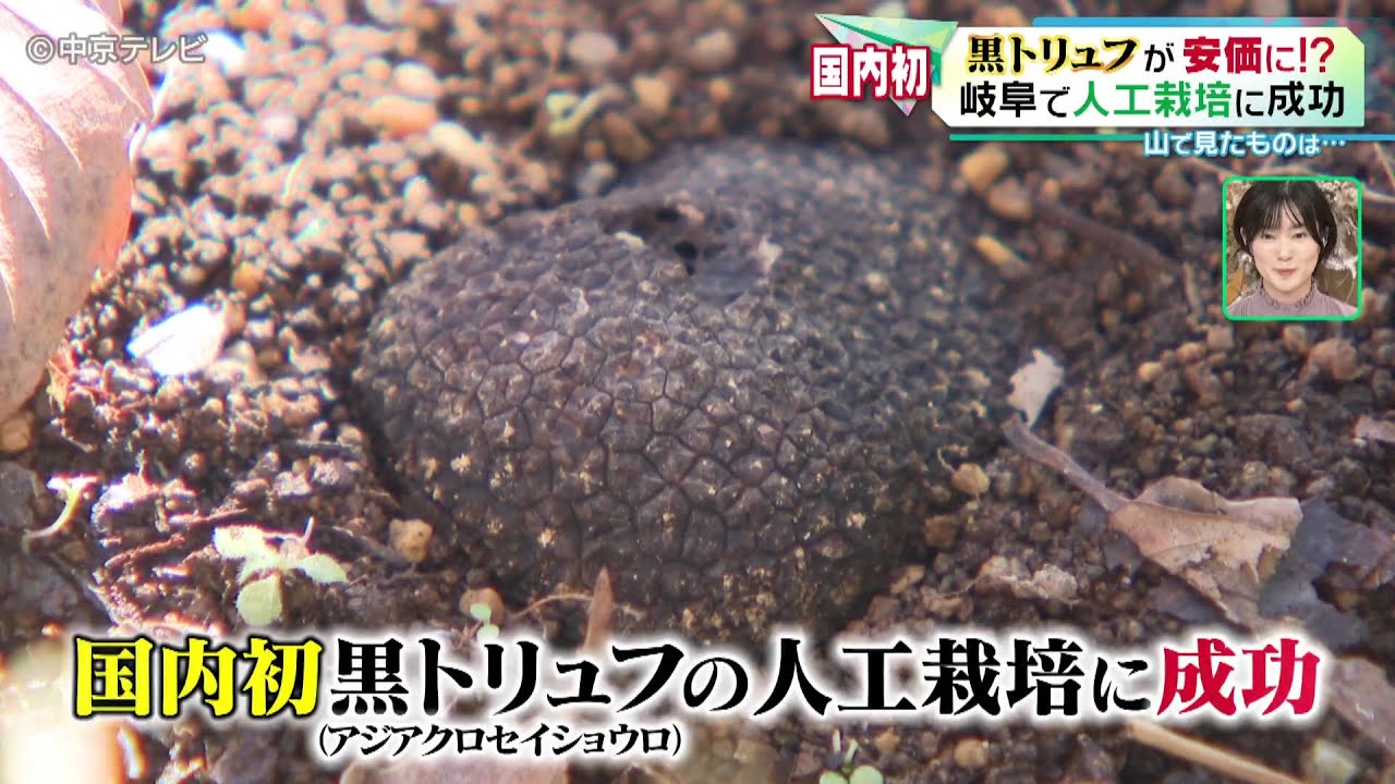 【黒トリュフ】 国内初！　岐阜で人工栽培に成功